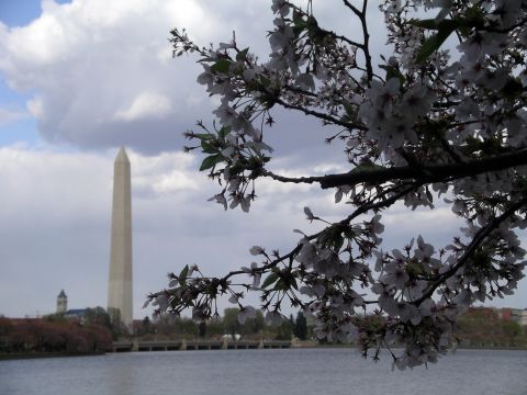 Washington Monument and Cherry Blossoms
